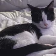 Profile image meow