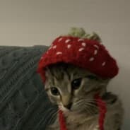 Profile image strwberry