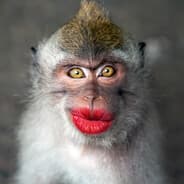 Profile image Monkey