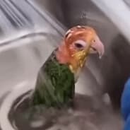 rank 1: stupid parrot