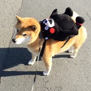 Profile image t66 turbo