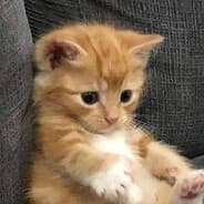 Profile image Thormeww
