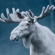 Profile image Ferdinand