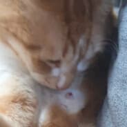 Profile image SpyMiro