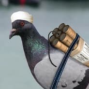 Profile image ρи realpuppy