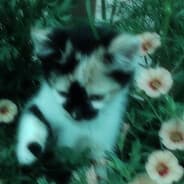 Profile image rstr