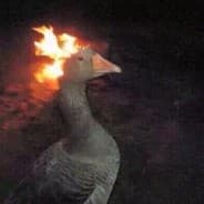 Profile image Grandpa Goose