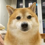 Profile image Oxin_Core