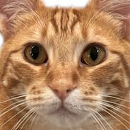 Profile image azL