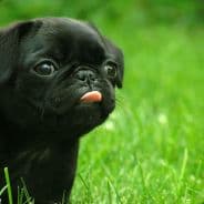 Profile image boomer[v]