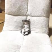 Profile image exponent