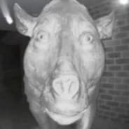 Profile image murzyn