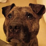 Profile image BALOO