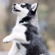 Profile image boomer jr[v]