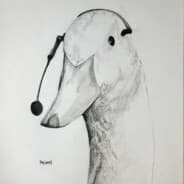 Profile image Andarungi