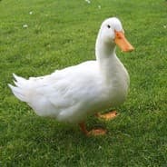 Profile image Duck E