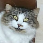 Profile image Joseph Hittingbucket