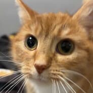 Profile image nups u