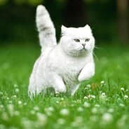 Profile image ENG | Mr.Catman