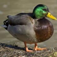 Profile image Eugene Q. Hamsburger