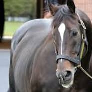 Profile image Kitasan Black