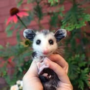 Profile image possum manners