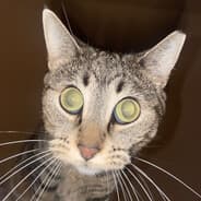 Profile image Speakl ingleish pelase