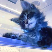 Profile image kodlak