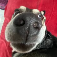 Profile image sarman