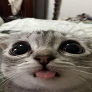 Profile image Lituna