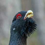 Profile image Tetrao Urogallus