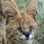 Profile image i weigh 70000 pounds