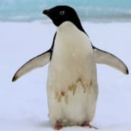 Profile image Pegguin