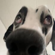 Profile image le squrl