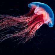 Profile image Jellys