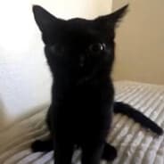 Mapper image nutwoomy