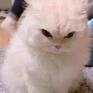 Profile image Furious Feline