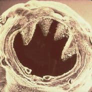 Mapper image Nano
