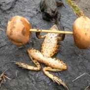 Profile image Frogs
