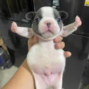 Profile image GDK Beetle Thug