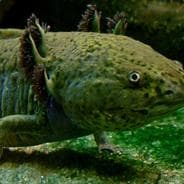 Profile image frog