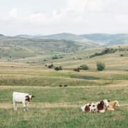 Profile image zepill