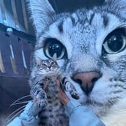 Profile image royssi