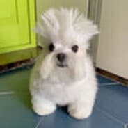 Profile image MR MELON