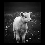 Profile image dog cururu fast fingers