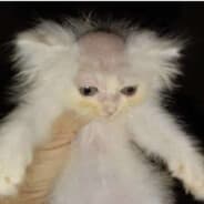 Profile image molk