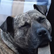 Profile image BALOO