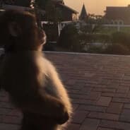 Profile image Monke Fin