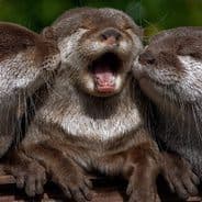 Profile image Otters