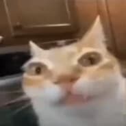 Profile image Nipe